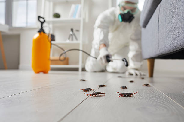 Commercial Kitchen Cockroach Control in Frazer